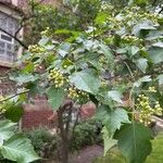 Crataegus phaenopyrum Frunză