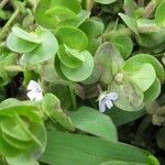 Bacopa salzmannii Habitus