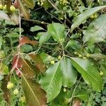 Euonymus carnosus Leaf