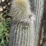 Cleistocactus hyalacanthus Kora
