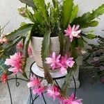 Disocactus phyllanthoides Blatt