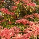 Pieris japonicaBlad