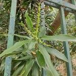 Dracaena angustifolia برگ