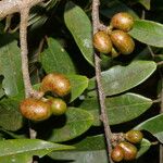 Xylopia sericea Fruit