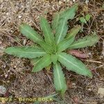 Oenothera longiflora Habit