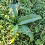 Anacamptis coriophora Hoja