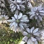Salvia apiana Leaf