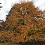 Zelkova carpinifolia Habit