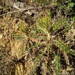 Ptilostemon hispanicus Leaf