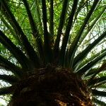 Phoenix canariensis Folha