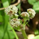 Sanicula europaea Fula