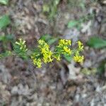 Solidago caesia Цвят