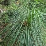 Xanthorrhoea australisഇല