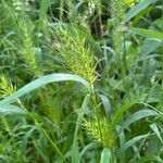 Elymus virginicus Flower