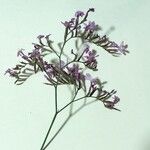 Limonium vulgareЦветок