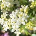 Galium anisophyllon Flower