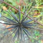 Bidens subalternans Fruit