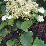 Hydrangea petiolarisBlüte