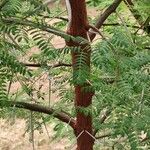 Vachellia karroo Bark