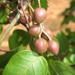 Bursera simaruba ഫലം