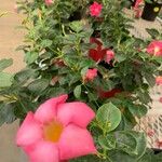 Mandevilla splendens Цветок