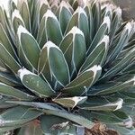 Agave victoriae-reginae Leaf