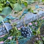 Smilax lasioneura Fruit