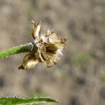 Galinsoga quadriradiata Fruit