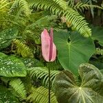 Anthurium amnicola Цвят