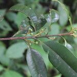 Calophyllum brasiliense Habitus