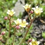 Saxifraga muscoides Fula