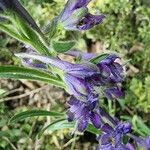 Delphinium fissum Blüte