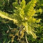 Retrophyllum rospigliosii Leaf