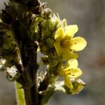 Verbascum thapsus Kukka