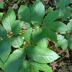 Aralia nudicaulis Folio