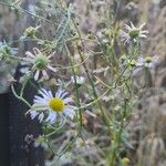 Erigeron strigosus Květ