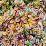 Coprosma repens List