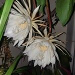 Epiphyllum oxypetalum Kvet