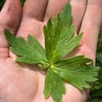 Aconitum columbianum Hoja