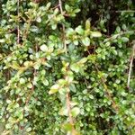 Cotoneaster integrifoliusList