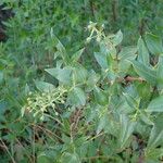 Coriaria myrtifolia Hoja