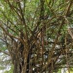 Ficus virgata Blad