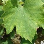 Vitis vinifera Leaf