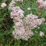 Eupatorium cannabinumBlomma