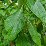 Impatiens tinctoria Лист
