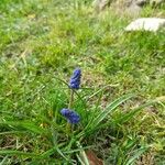 Muscari botryoidesLehti