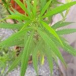 Cannabis sativa Blatt