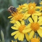 Senecio brasiliensis Flor