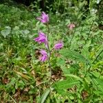 Cephalanthera rubraFlower