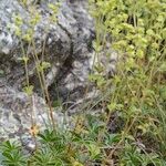 Alchemilla saxatilis Hábito